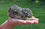 Hand Holding Baby Hare Stock Photo