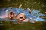 Happy Hippo Portrait Stock Photo