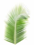 Coconut Leaf Isolated On White Background Stock Photo