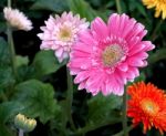 Gerbera Flowers Stock Photo