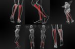 3d Rendering Illustration Of The Tibia Bone Stock Photo