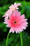 Pink Gerber Daisy Stock Photo