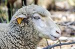 Sheep's Head Side Profile With Tag On Ear Stock Photo