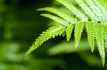 Rain Drops On Fern Leaf Stock Photo