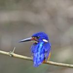 Male Blue-eared Kingfisher Stock Photo