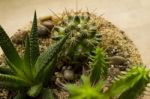 Succulent Terrarium Stock Photo