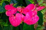 Red And Pink Anthurium Flower Also Known As Tail Flower Stock Photo