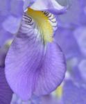 Iris Flower Stock Photo