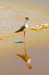 Black Necked Stilt In The Galapagos Stock Photo