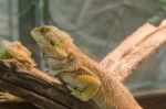 Central Bearded Dragon (pogona Vitticeps) Stock Photo