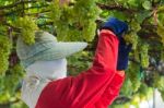 Grape Harvesting Stock Photo