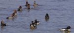 The Groups Of Different Ducks Stock Photo