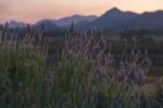 Beautiful Deep Purple Lavender Plants In Nature Stock Photo