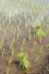 Paddy Rice In Field Stock Photo