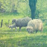 Sheep And Lamb On Green Field Stock Photo