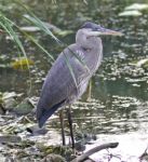 Image Of A Great Blue Heron Standing In The Mud Stock Photo