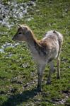 Fallow Deer (dama Dama) Stock Photo