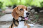 Beagle Dog Stock Photo