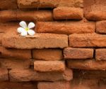 Frangipani Flower On Old Brick Wall Stock Photo