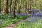 Sussex Bluebells Stock Photo