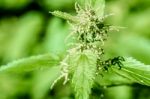 Stinging Nettle Stock Photo