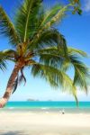 Coconut Palm Tree Stock Photo