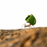 Leaf-cutter Ant Carrying Leaf Piece On Tree Log Stock Photo