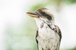 Kookaburra Gracefully Resting During The Day Stock Photo