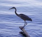 Beautiful Isolated Picture With A Great Blue Heron Standing On A Log Stock Photo