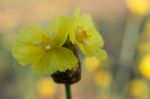 
Xyridaceae Beautiful Field Full Of Yellow Macro For Details Stock Photo