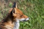 Close-up Of A Red Fox (vulpes Vulpes) Stock Photo