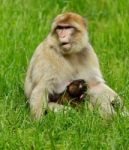 Monkey With Her Baby Stock Photo