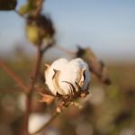 Cotton Field In Oakey, Queensland Stock Photo