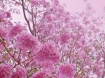 Pink Trumpet Tree Stock Photo