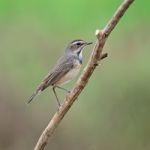 Male Bluethroat Stock Photo