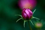 Cosmos Flower Bud Stock Photo