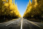 Ginkgo Tree Avenue Heading Down To The Meiji Memorial Picture Ga Stock Photo