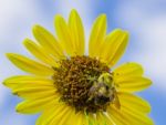 Close Up Bee Collecting Pollen From A Sunflower Stock Photo