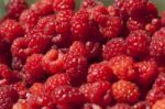 Red Raspberry Fruit Stock Photo