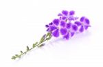 Purple Flowers Isolated On White Background Stock Photo
