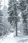 Wide Path In The Woods In A Winter Day Stock Photo