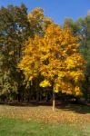 Autumn Scene In The Parco Di Monza Italy Stock Photo