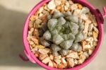 Succulent Plant In Pink Pot Stock Photo