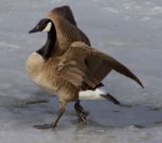 Noble Goose Stock Photo