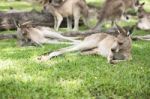 Kangaroo Outside Stock Photo