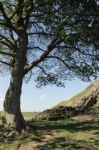 Tree At Sycamore Gap And Hadrains Wall Stock Photo