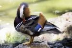 Mandarin Duck Stock Photo