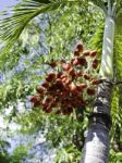 Ripe Betel Nut Stock Photo