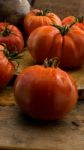 Freshly Picked Tomatoes, Place On Wooden Chopping Board And Table Stock Photo