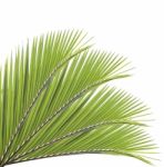 Palm Leaf Isolated On White Background Stock Photo